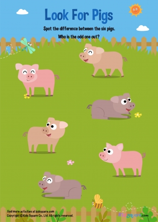 find animal (Pig)