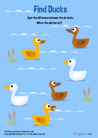 find animal ( Duck)